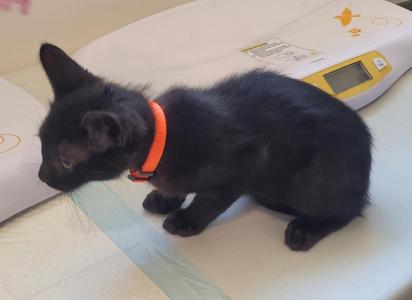 Bruno, kitten, available for adoption