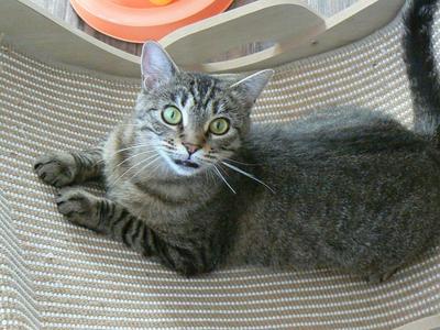 A gray tabby cat with green eyes lying on a textured surface, looking directly at the camera.