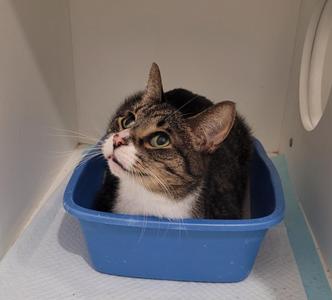 A tabby cat sitting in a blue litter box.