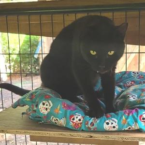 Basque, adult, available for adoption