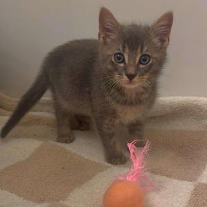 A small gray kitten with large blue eyes standing on a beige and brown checkered blanket. The kitten is looking directly at the camera with its ears perked up. In front of the kitten is a pink feather toy attached to an orange ball.