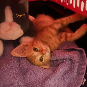 Cane, kitten, available for adoption