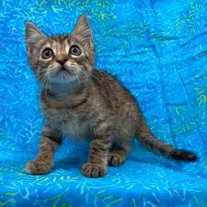 Shelby, kitten, available for adoption