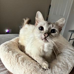 Genevieve, senior, available for adoption