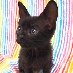 Irma, kitten, available for adoption