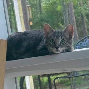 A gray tabby cat with green eyes is lying on a windowsill, looking directly at the camera. The background shows a forested area with trees and a bird feeder hanging from a tree.