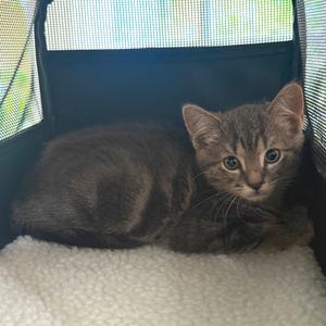 Pebbles, kitten, available for adoption