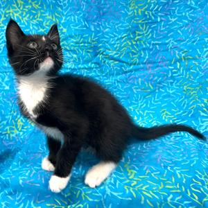 Rami, kitten, available for adoption