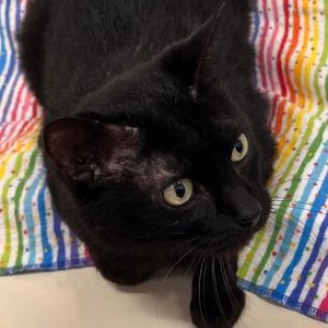 Leonardo da Vinci, adult, available for adoption