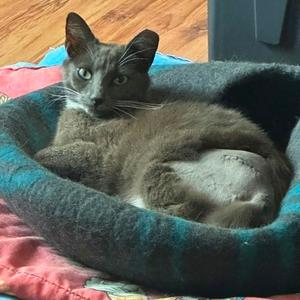 Baby G, adult, available for adoption
