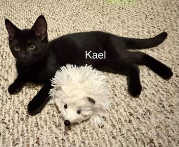 Kael, young, available for adoption
