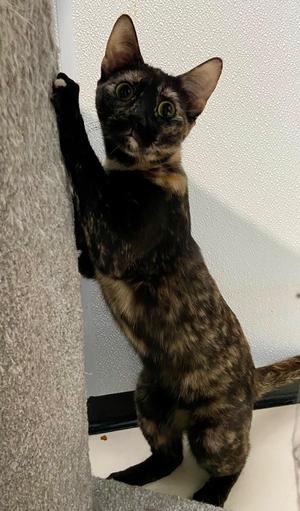 Oriole, adult, available for adoption