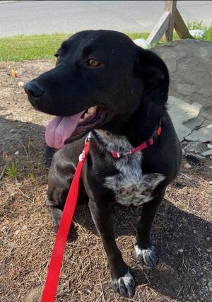 Watson, Black Labrador Retriever, adult, available for adoption
