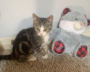 Lola, young, available for adoption