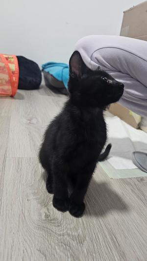 Tin, young, available for adoption