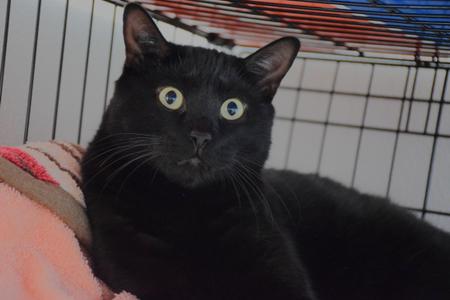 Onyx, adult, available for adoption