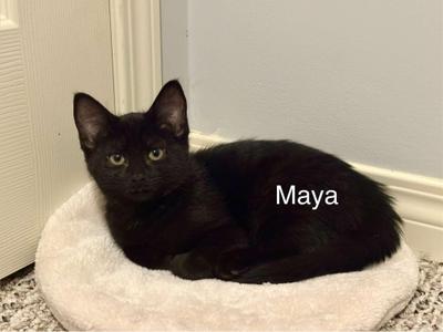 Maya, young, available for adoption