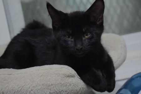 A black cat lying on a beige cushion