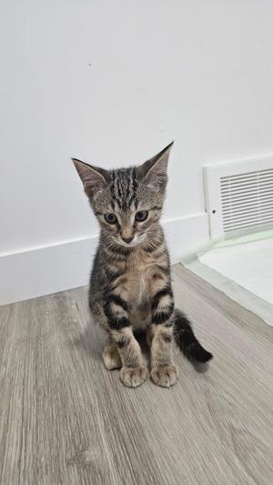 A small tabby kitten sitting on a wooden floor, looking directly at the camera.
