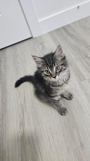 A gray tabby kitten with large, expressive eyes is sitting on a light-colored wooden floor, looking up at the camera. The kitten has a fluffy coat with dark stripes and a small, upright tail. The background includes a white door and a light-colored wall.