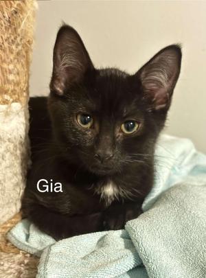 Gia, young, available for adoption