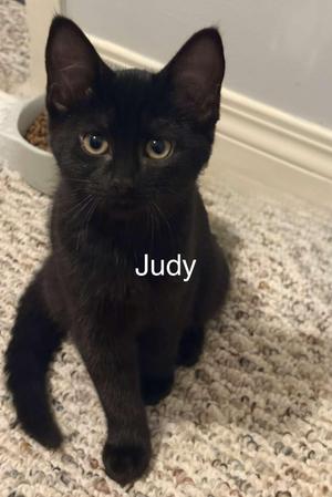 Judy, young, available for adoption
