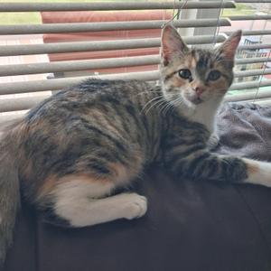 A tabby cat with white paws and a white chest is lying on a dark surface, looking directly at the camera. The background shows a window with blinds.