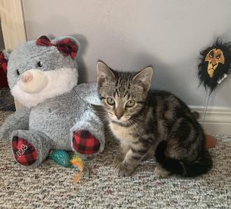 Leo, young, available for adoption