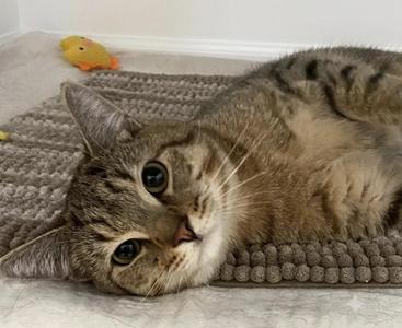 Nash, adult, available for adoption