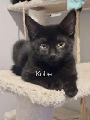 Kobe, young, available for adoption