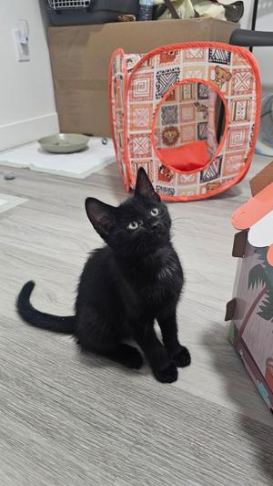 Kompot, young, available for adoption