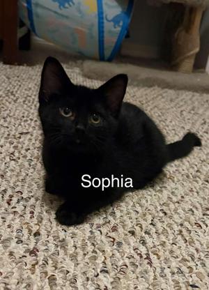 Sophia, young, available for adoption