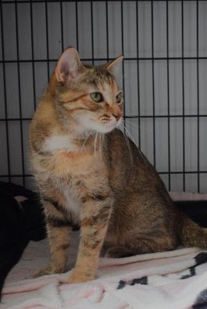 A tabby cat with green eyes sits inside a cage, looking to the right.