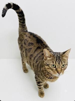A brown tabby cat with black stripes stands on a white surface, looking up towards the camera with its tail curled upwards.