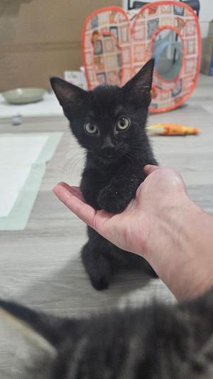Night, young, available for adoption