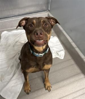 DAVE, Rottweiler Mix, adult, available for adoption