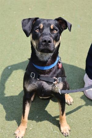 RICO, Rottweiler Mix, adult, available for adoption