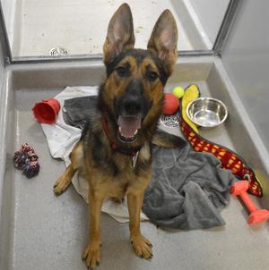 STARK, German Shepherd Dog, adult, available for adoption