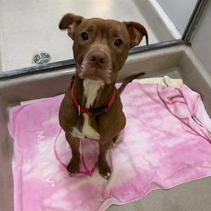KENZO, Retriever Mix, adult, available for adoption