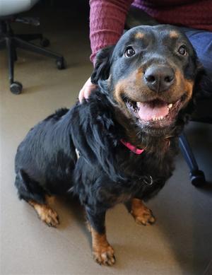 BRENDA, Rottweiler, adult, available for adoption