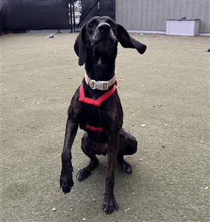 RHUBARB, Pointer and Plott Hound, young, available for adoption