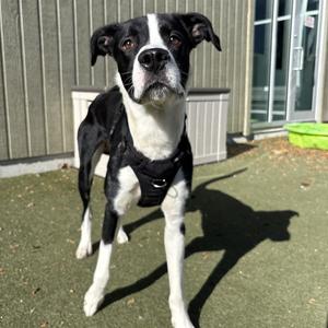 JASPER, Retrver Labradr Mix, adult, available for adoption