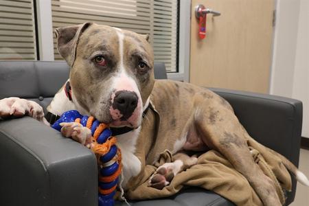 FRANKIE, American Bulldog Mix, adult, available for adoption