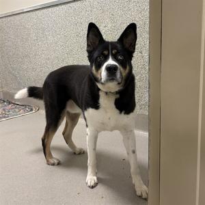 A black and white dog standing in a room