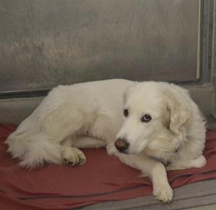 A white dog lying on a red blanket.