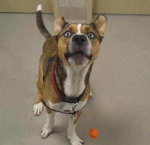 A brown and white dog with blue eyes looking up, wearing a red collar and a black harness, standing on a gray floor with an orange ball nearby.