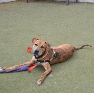 A brown dog lying on a green surface with a toy in its mouth