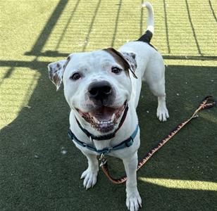 CHANCE, American Bulldog, adult, available for adoption