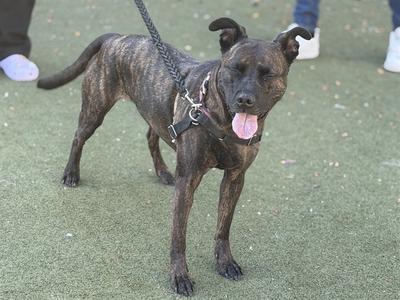 A brindle-colored dog with a black muzzle and ears standing on a green artificial turf surface. The dog is wearing a black harness and leash, and its tongue is out, indicating it might be panting. The background shows a person's feet in white shoes.