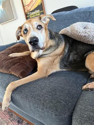 SCOOBY, German Shepherd Dog and Siberian Husky, senior, available for adoption